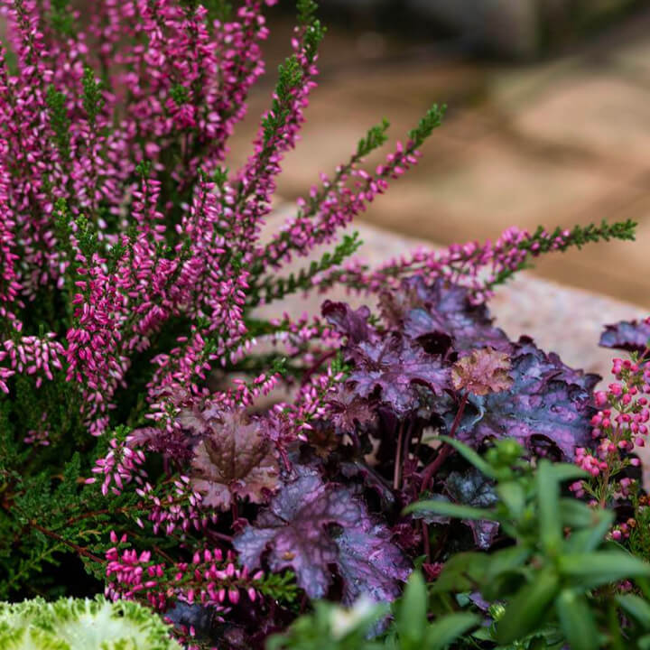 Проект Баковка